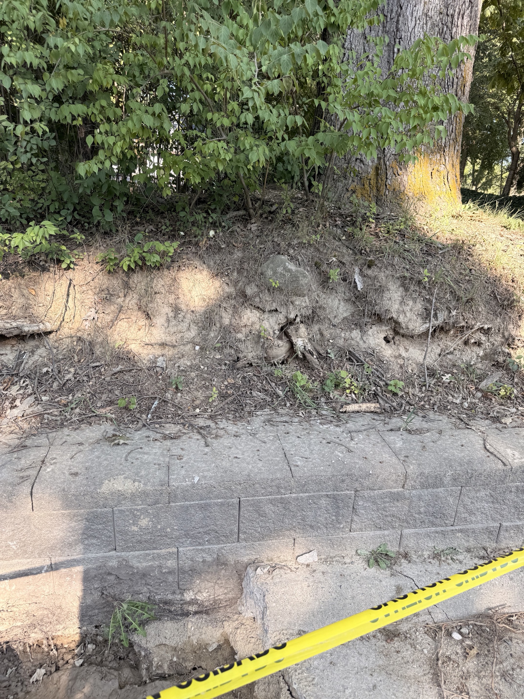 The cut bank below the oaks with roots exposed