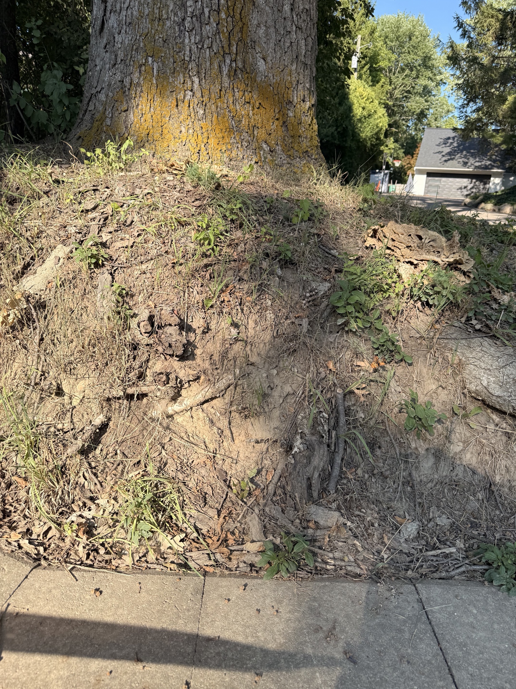 Severed roots in the ground beside the trunk