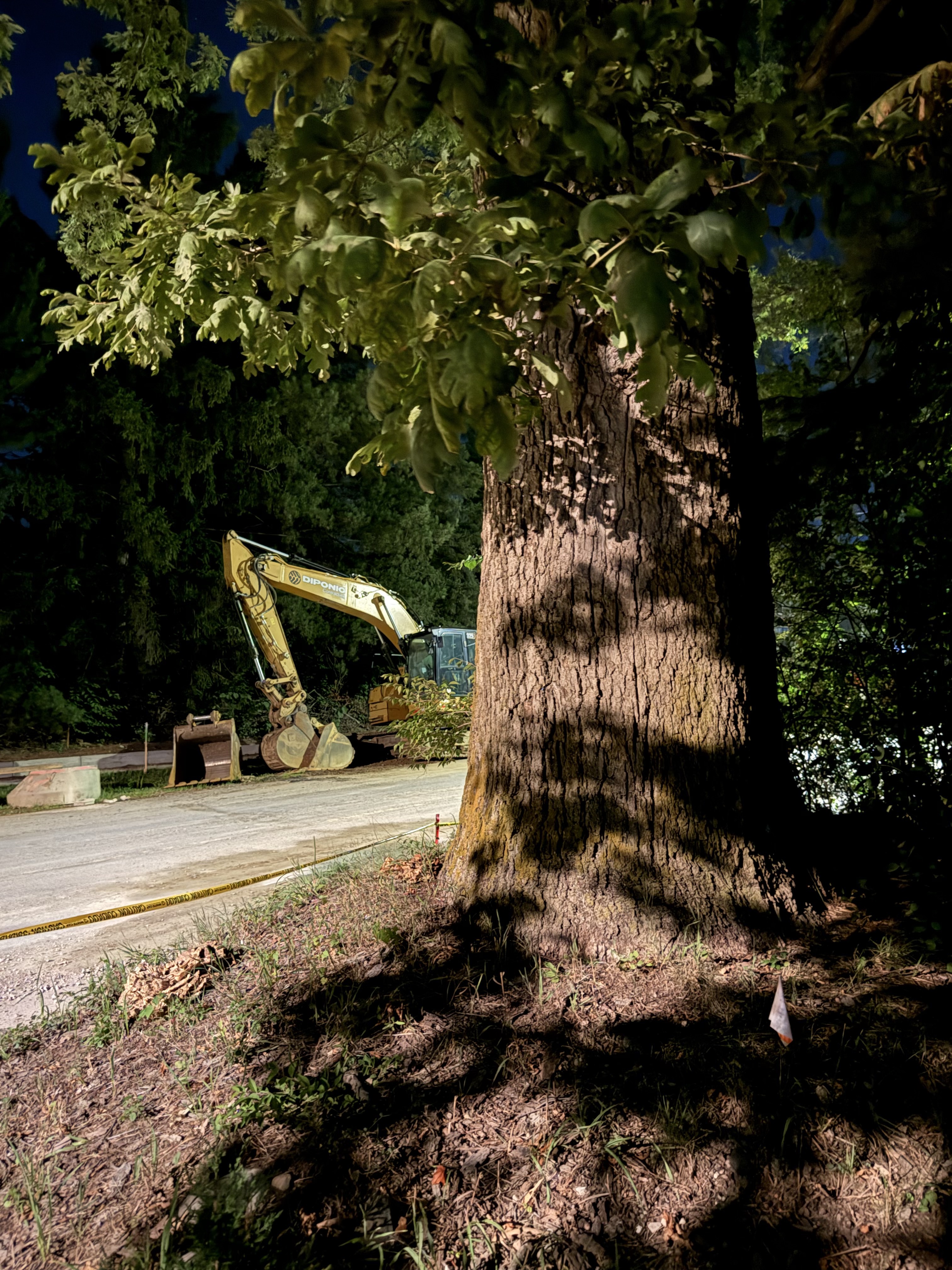 The oak trunk with caution tape and an excavator behind it