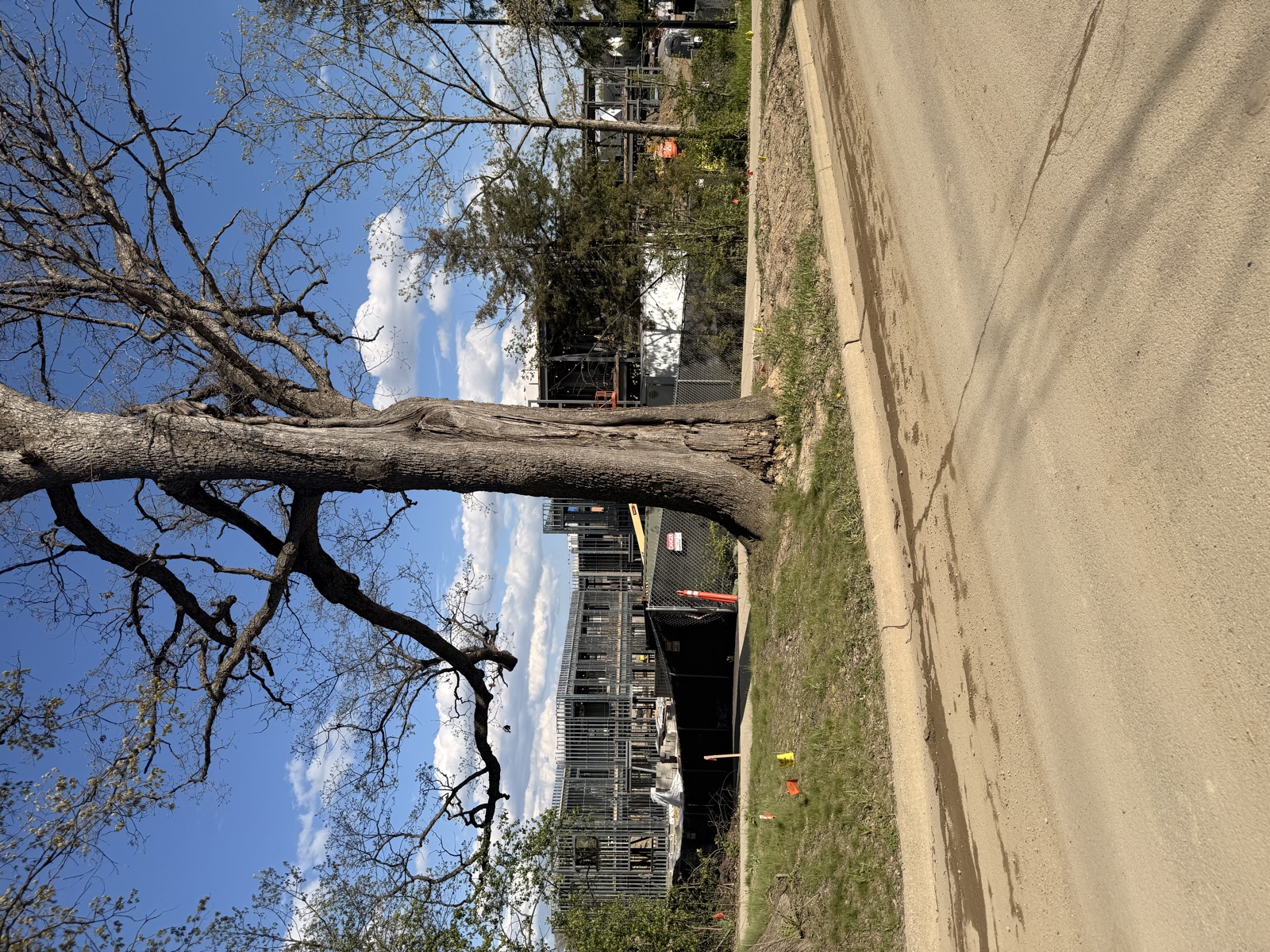 Oak trunk with school construction site directly behind