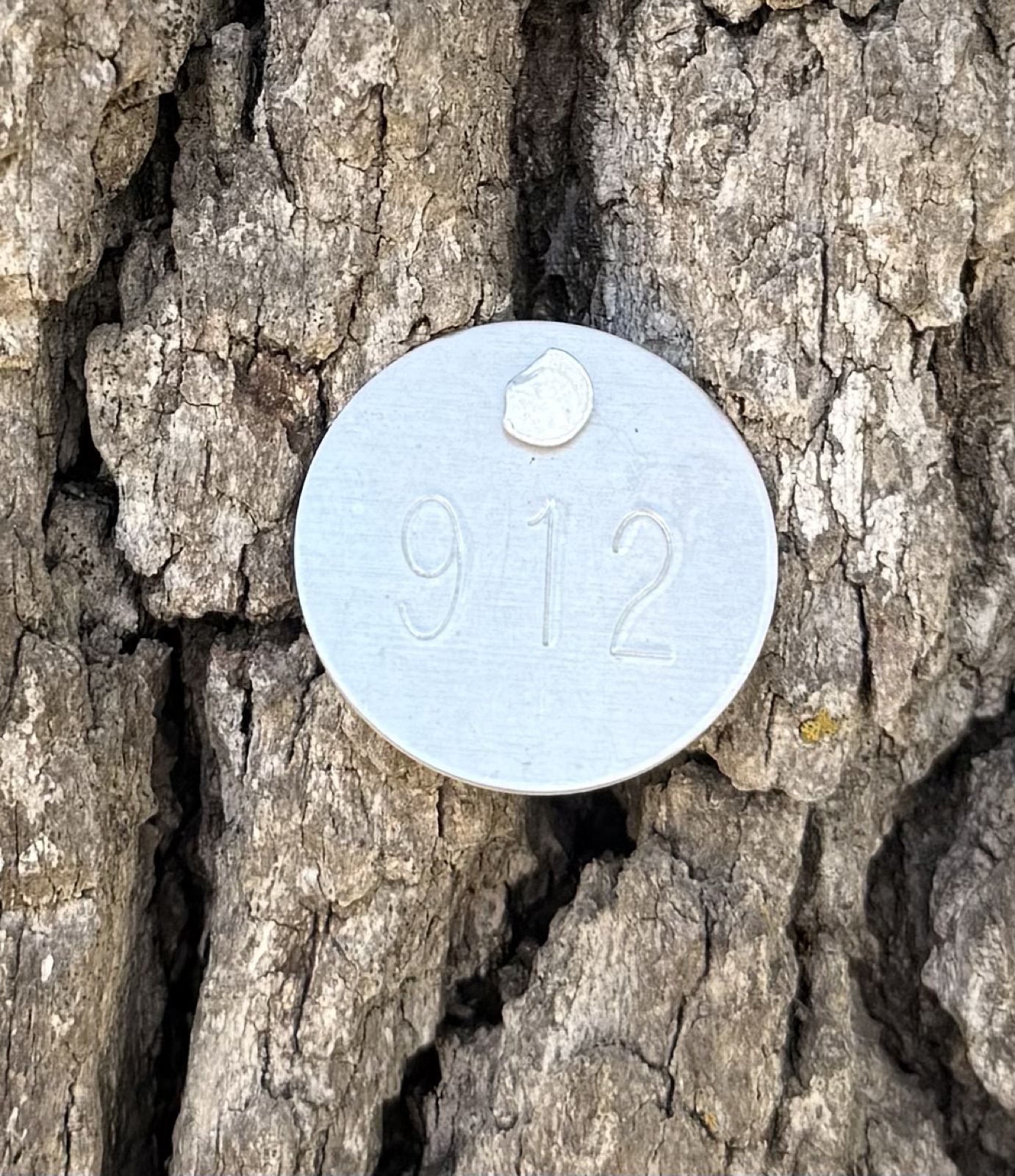 City inventory tag number 912 nailed to the oak bark