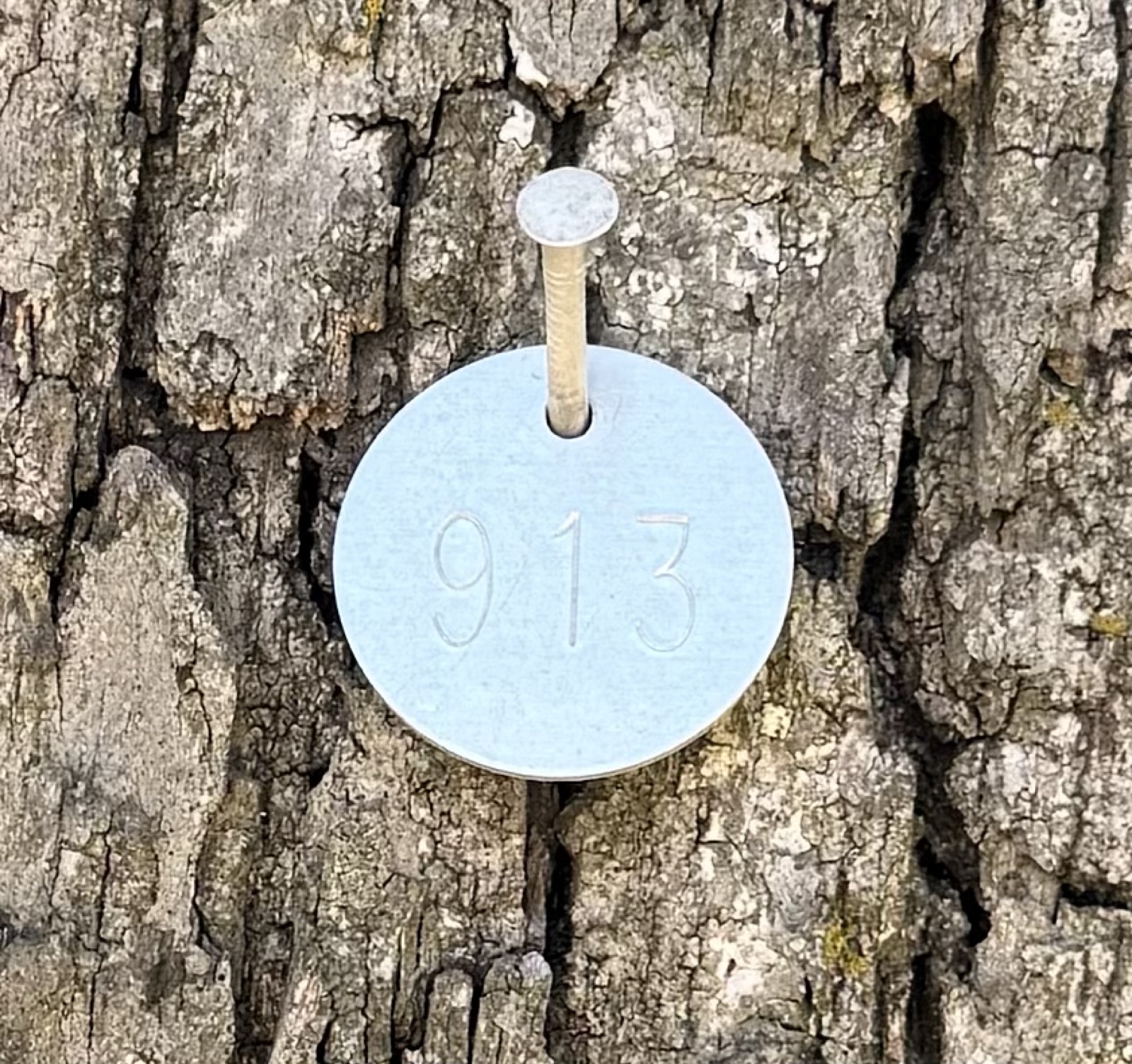 City inventory tag number 913 nailed to the oak bark