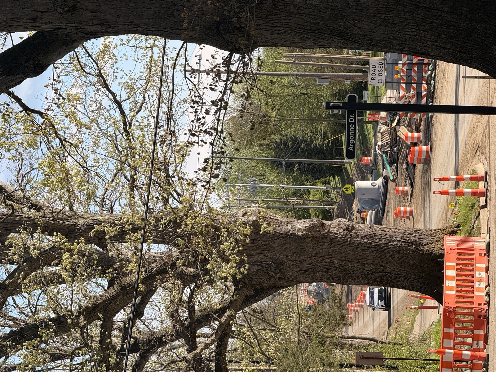Construction barricades at the base of the oaks, Argonne Drive sign visible